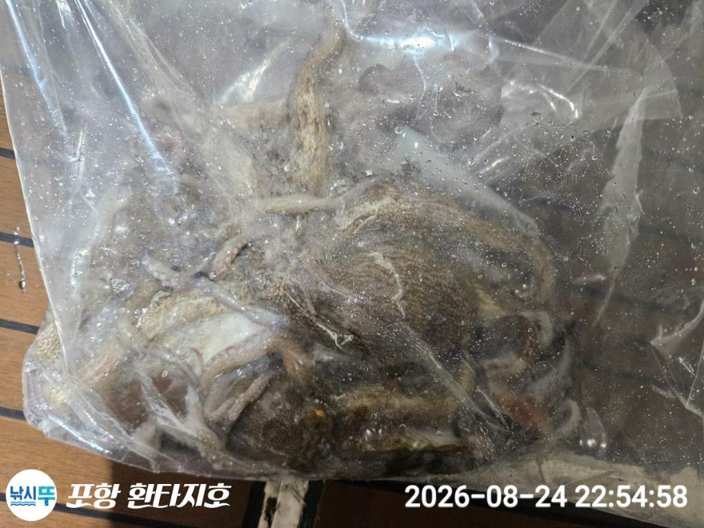 낚시뚜,돌문어,포항 동빈항,포항 환타지호,낚시뚜27