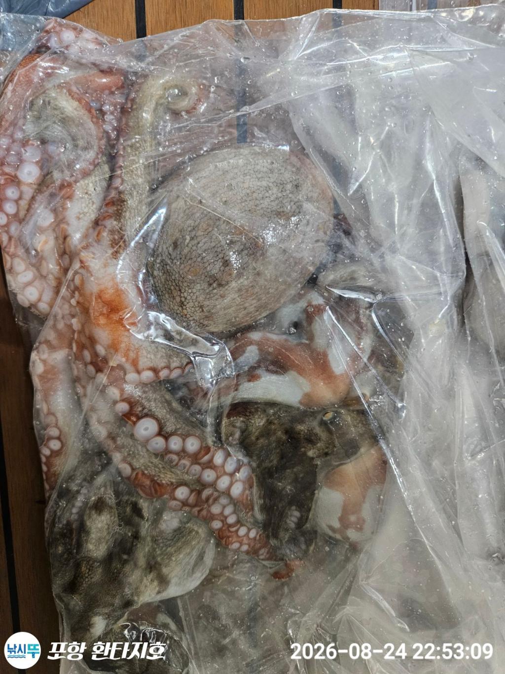 낚시뚜,돌문어,포항 동빈항,포항 환타지호,낚시뚜26