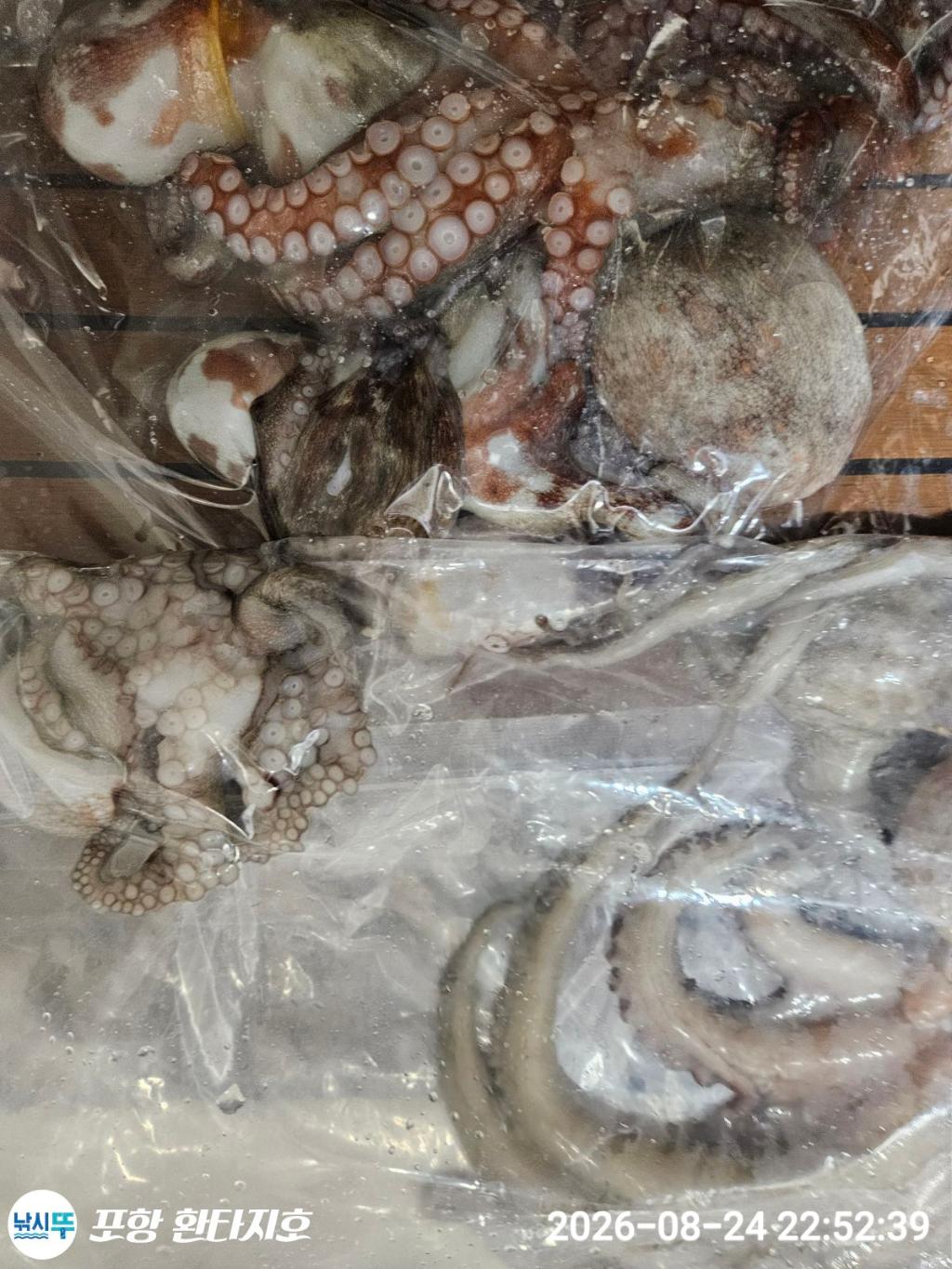 낚시뚜,돌문어,포항 동빈항,포항 환타지호,낚시뚜25