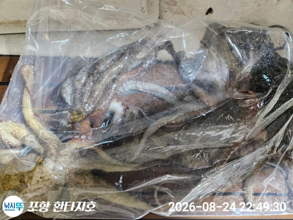 낚시뚜,돌문어,포항 동빈항,포항 환타지호,낚시뚜24