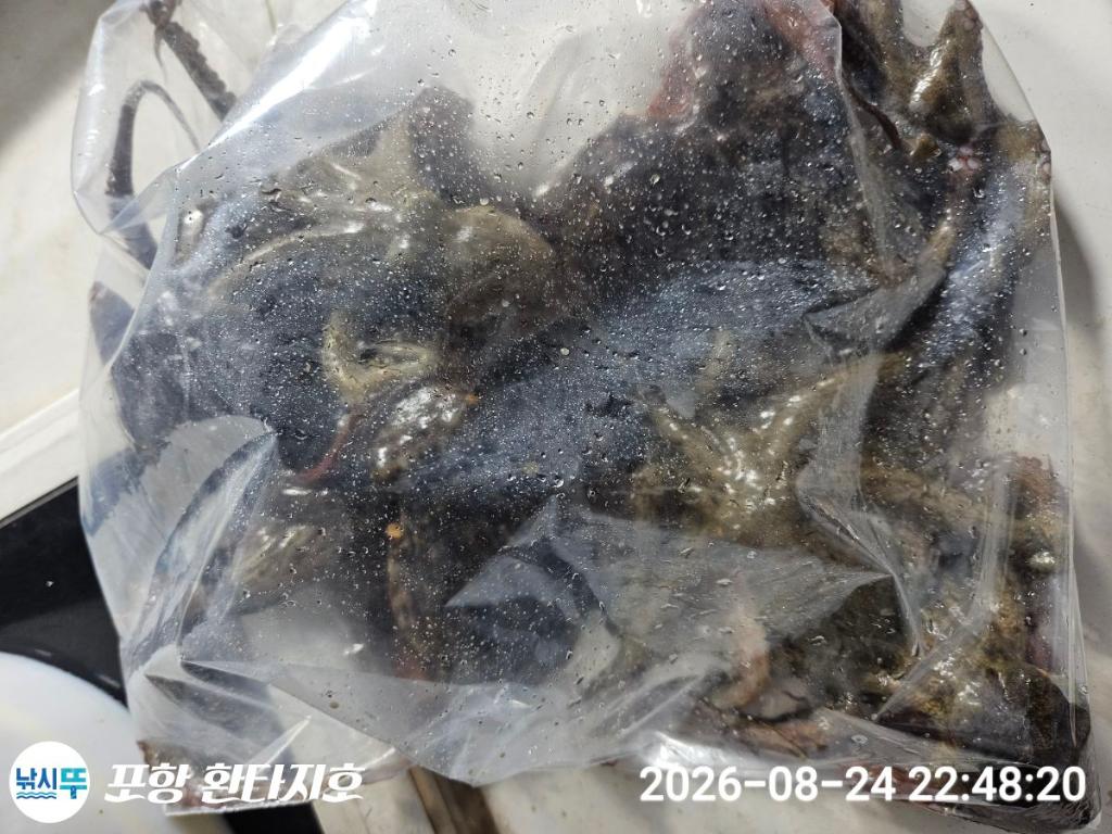 낚시뚜,돌문어,포항 동빈항,포항 환타지호,낚시뚜23