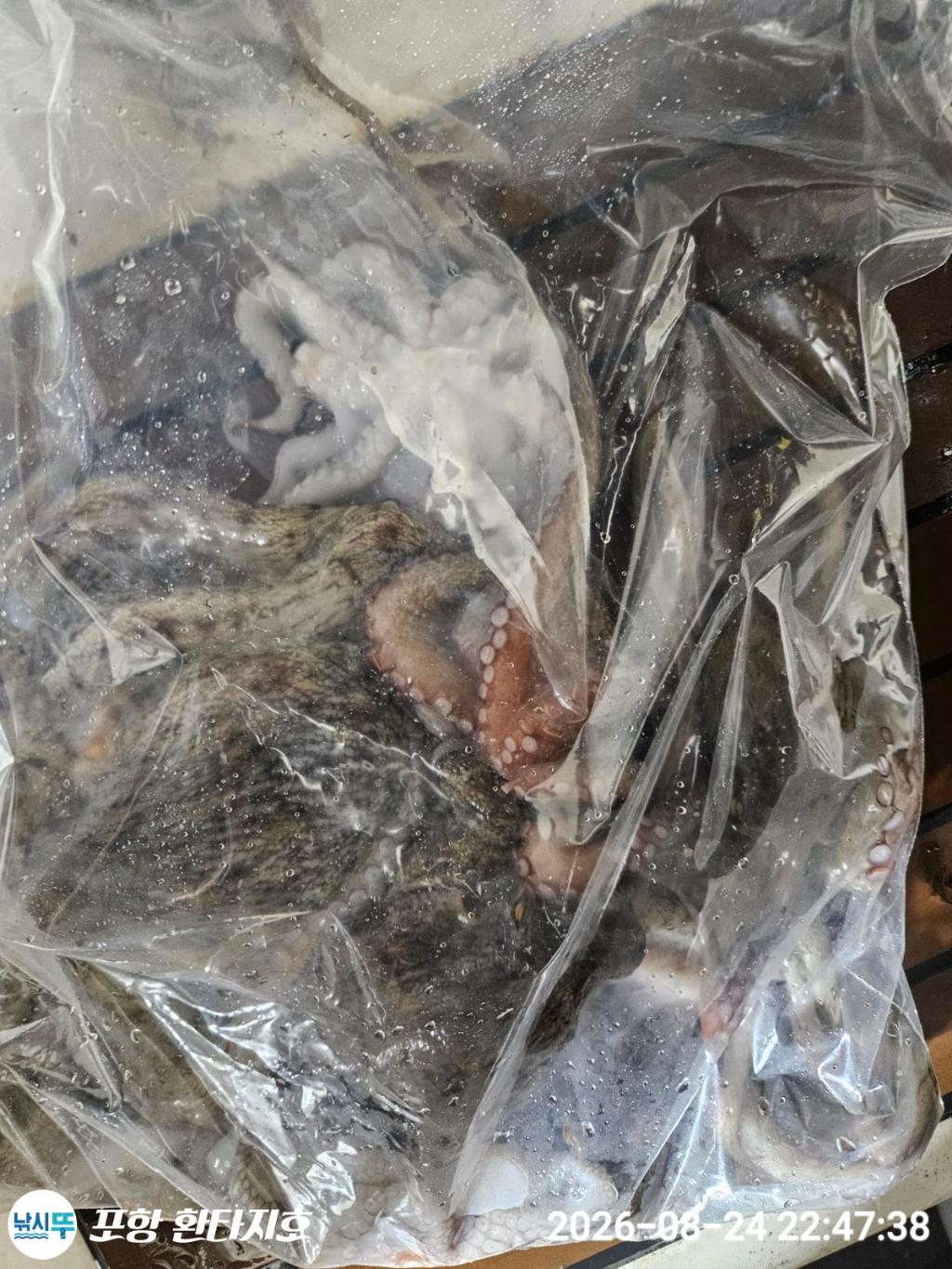 낚시뚜,돌문어,포항 동빈항,포항 환타지호,낚시뚜22