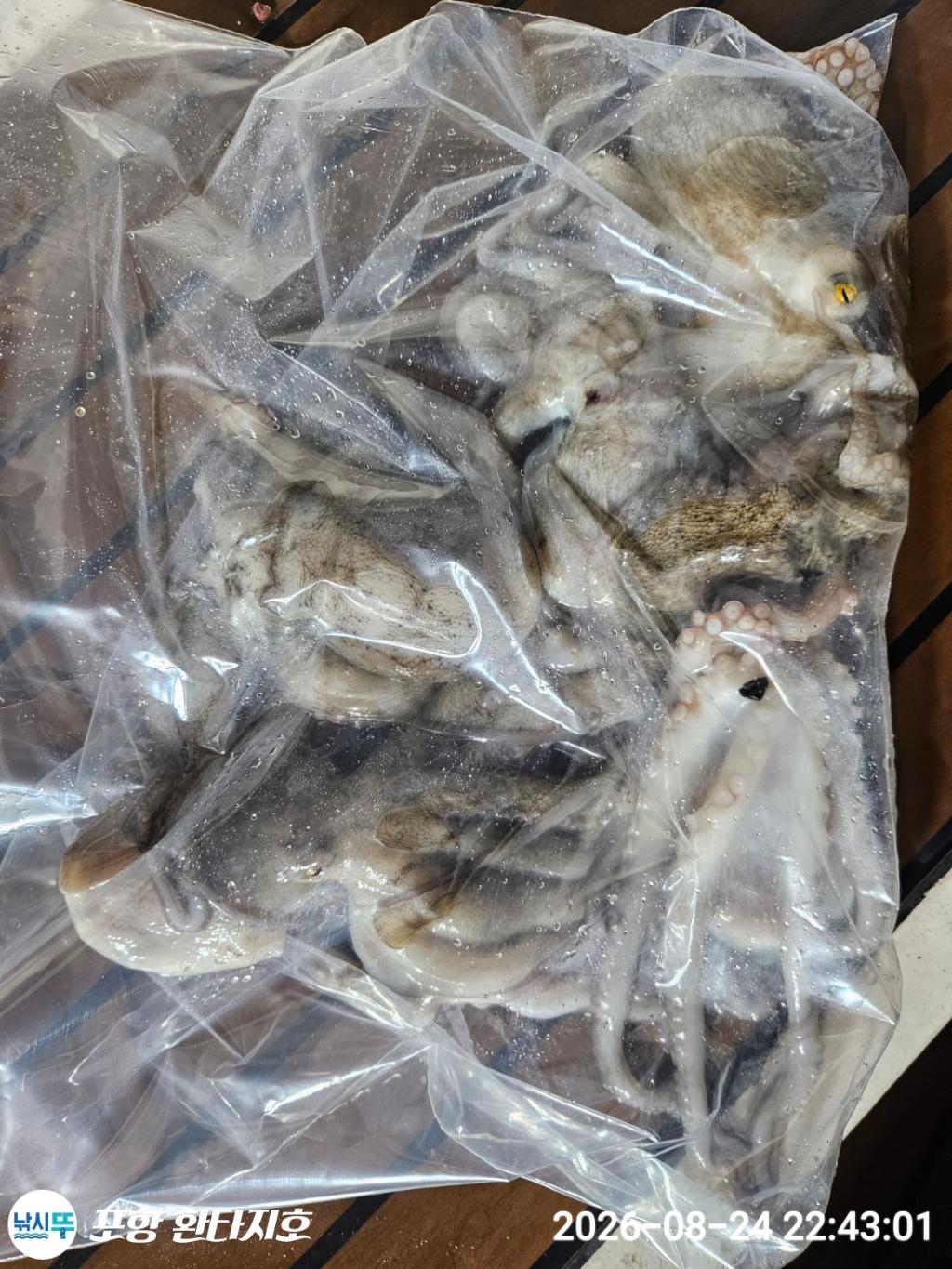 낚시뚜,돌문어,포항 동빈항,포항 환타지호,낚시뚜20