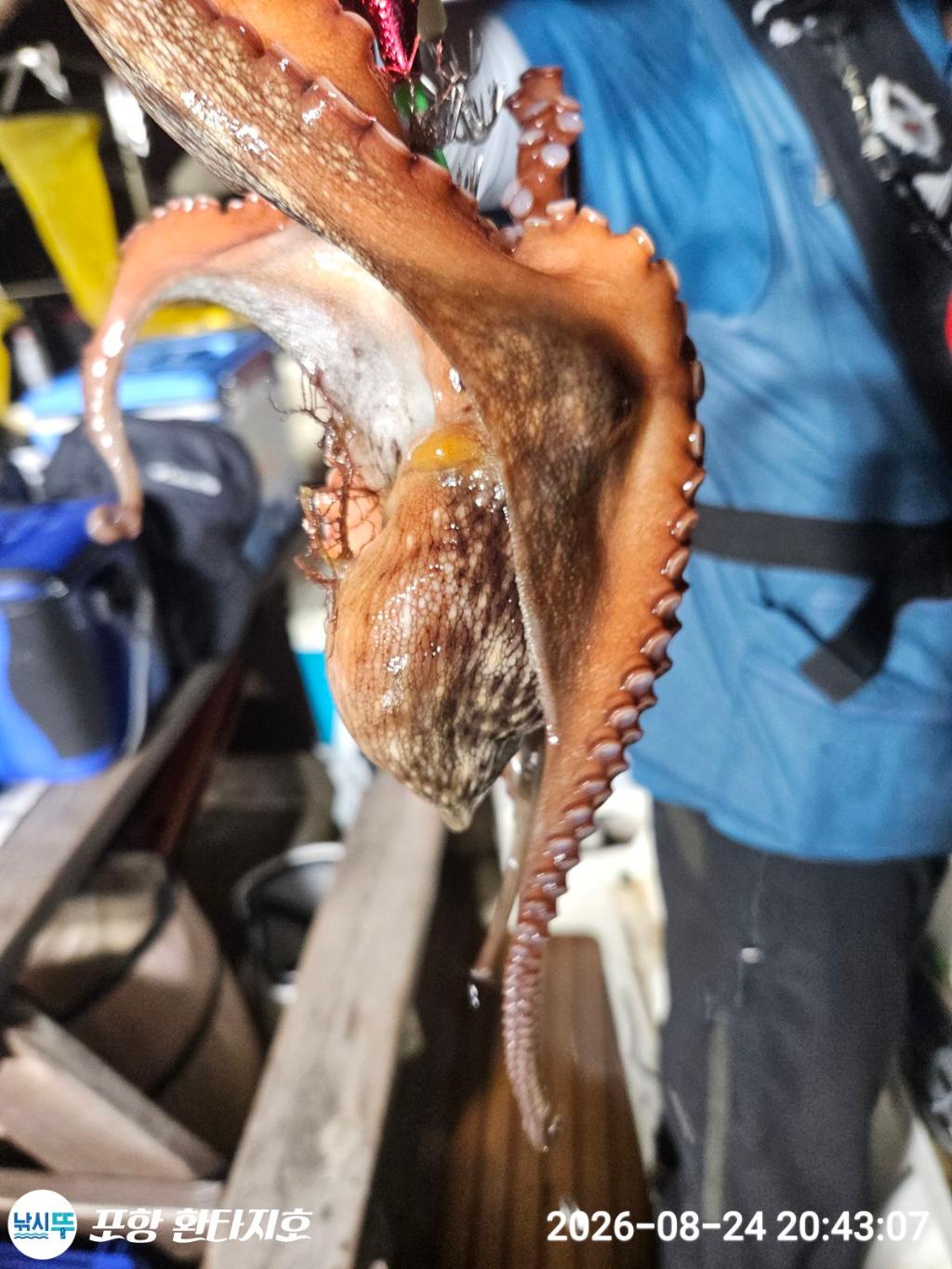 낚시뚜,돌문어,포항 동빈항,포항 환타지호,낚시뚜18