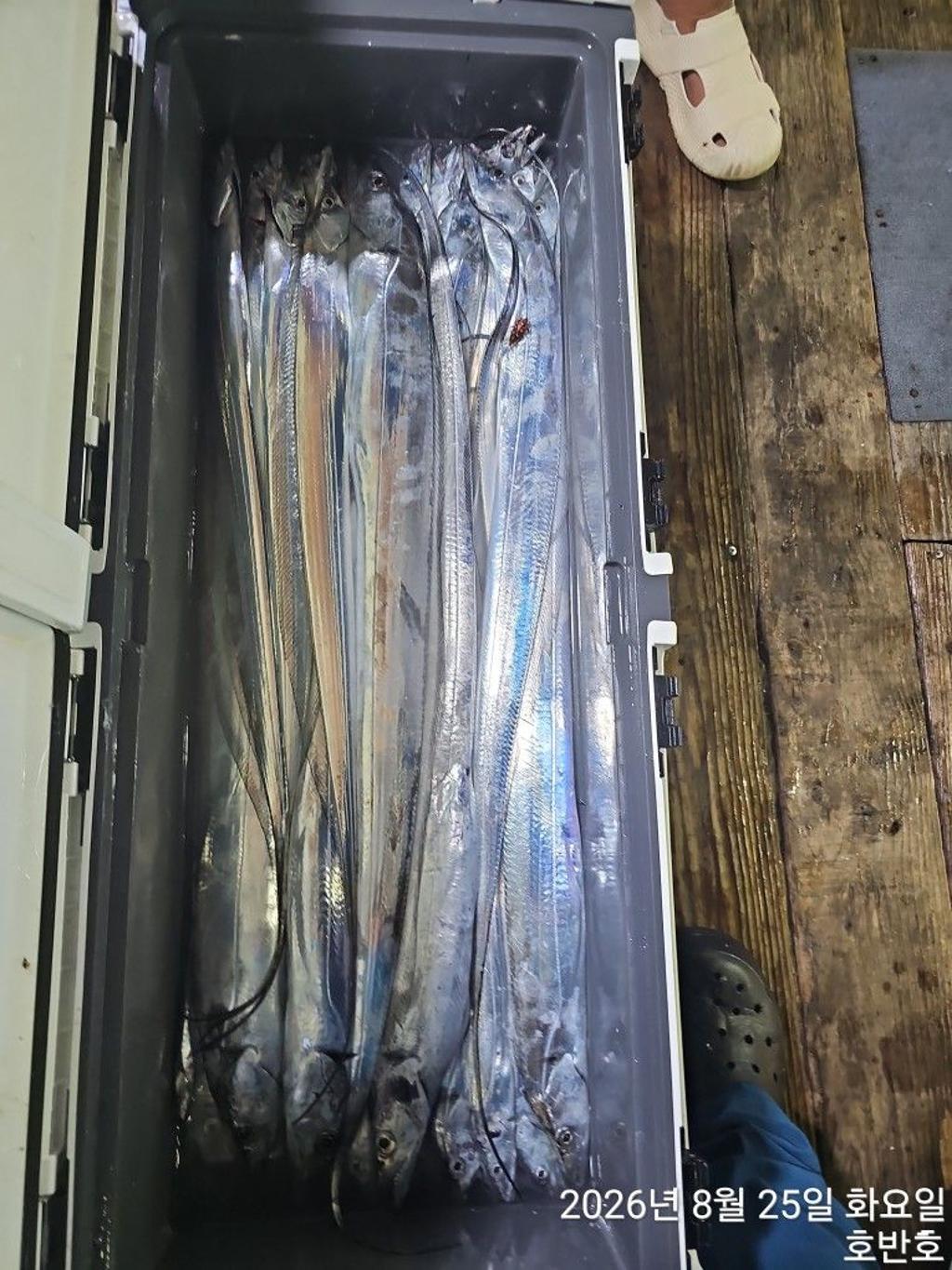 낚시뚜,갈치,통영 신전항,통영호반호,낚시뚜25