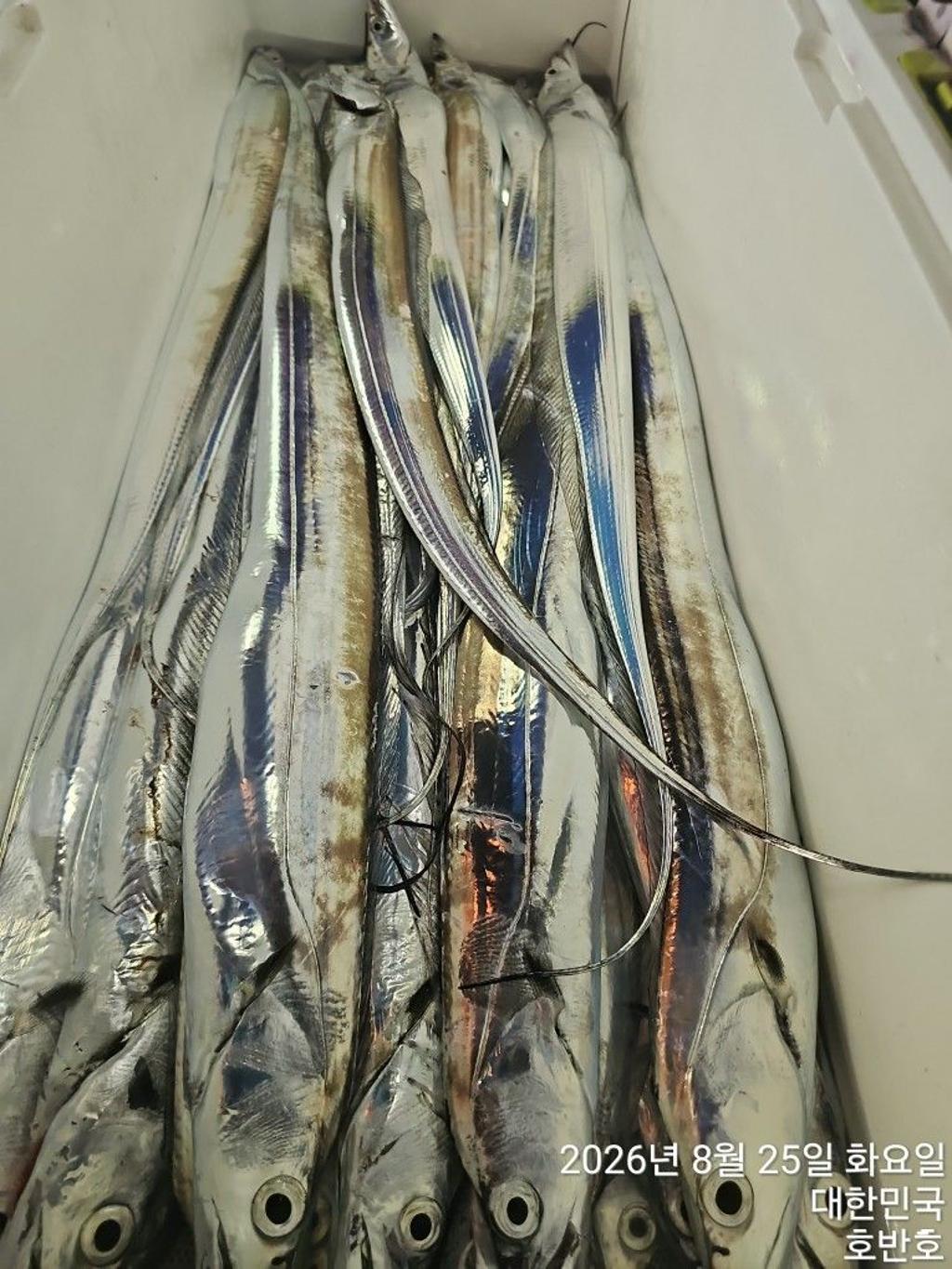 낚시뚜,갈치,통영 신전항,통영호반호,낚시뚜21