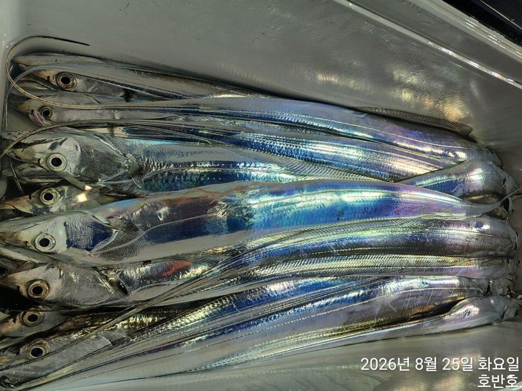 낚시뚜,갈치,통영 신전항,통영호반호,낚시뚜20
