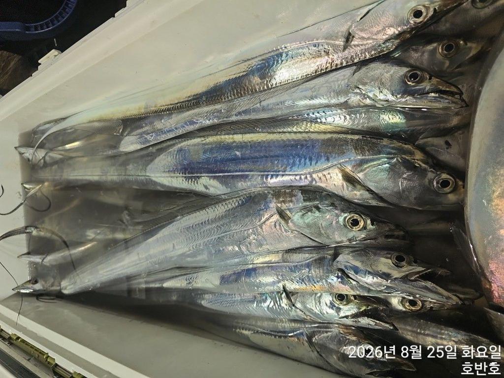 낚시뚜,갈치,통영 신전항,통영호반호,낚시뚜19