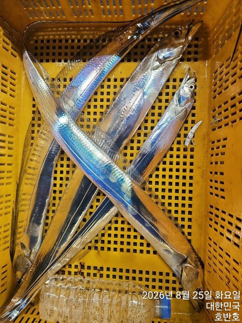낚시뚜,갈치,통영 신전항,통영호반호,낚시뚜18