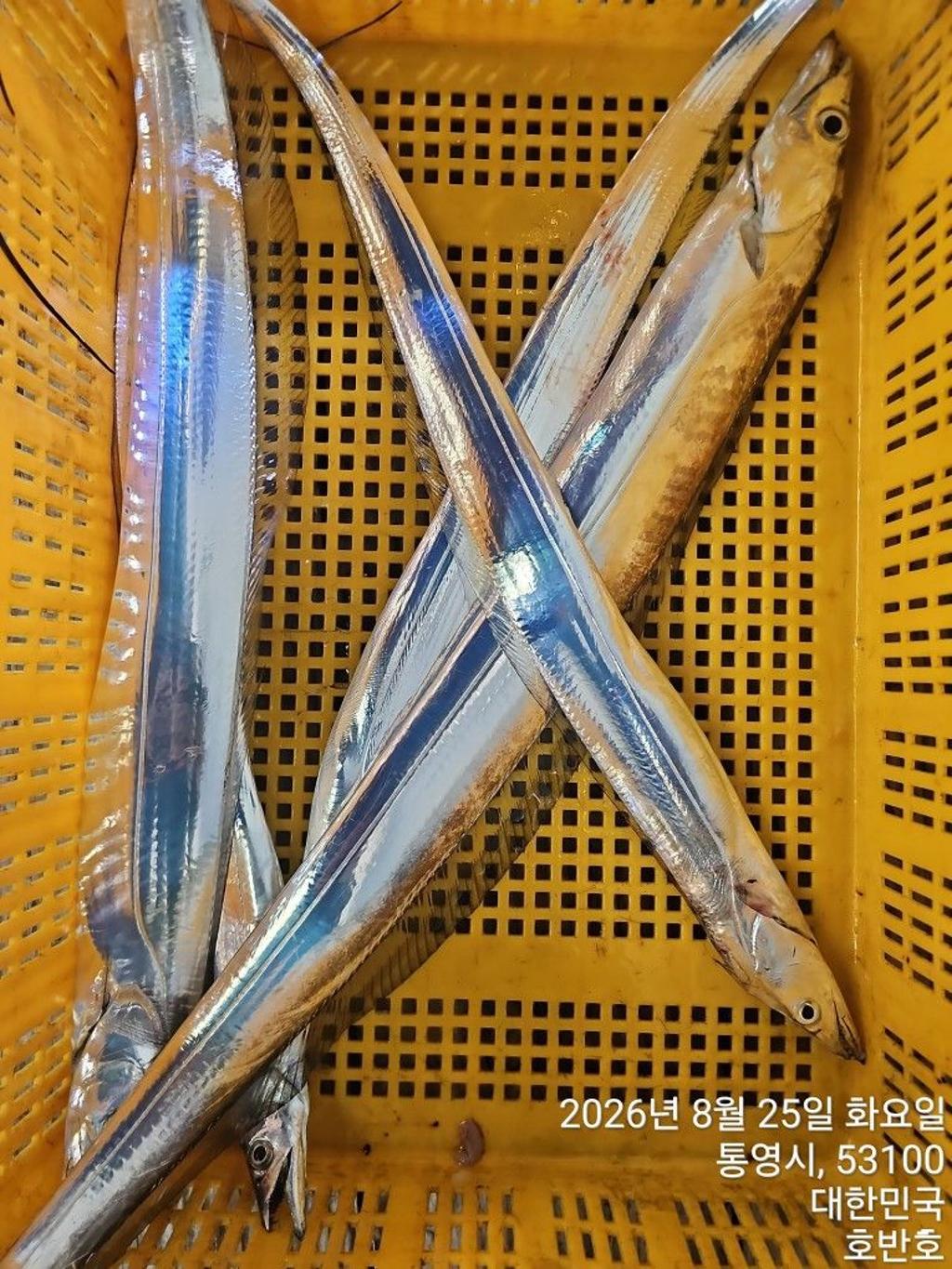 낚시뚜,갈치,통영 신전항,통영호반호,낚시뚜17