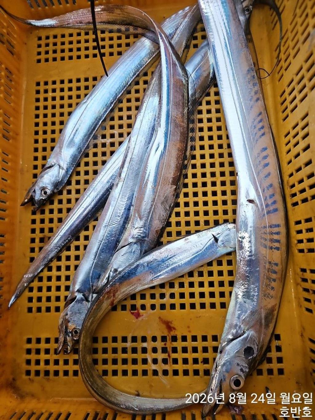 낚시뚜,갈치,통영 신전항,통영호반호,낚시뚜14