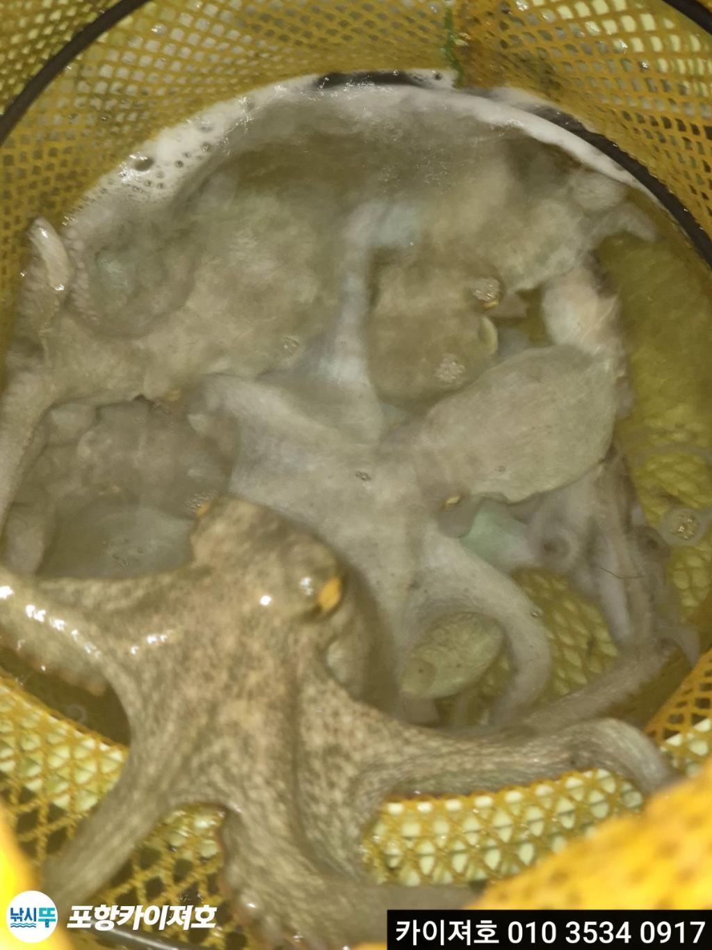 낚시뚜,기타 (직접입력),영일만항,포항카이져호,낚시뚜22