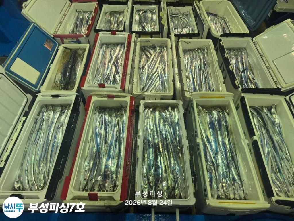 낚시뚜,갈치,통영영운리항,부성피싱7호,낚시뚜16