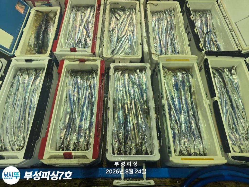 낚시뚜,갈치,통영영운리항,부성피싱7호,낚시뚜17