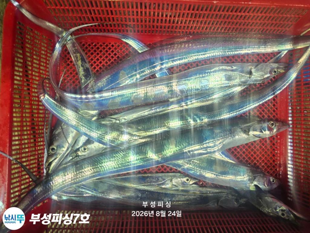 낚시뚜,갈치,통영영운리항,부성피싱7호,낚시뚜13