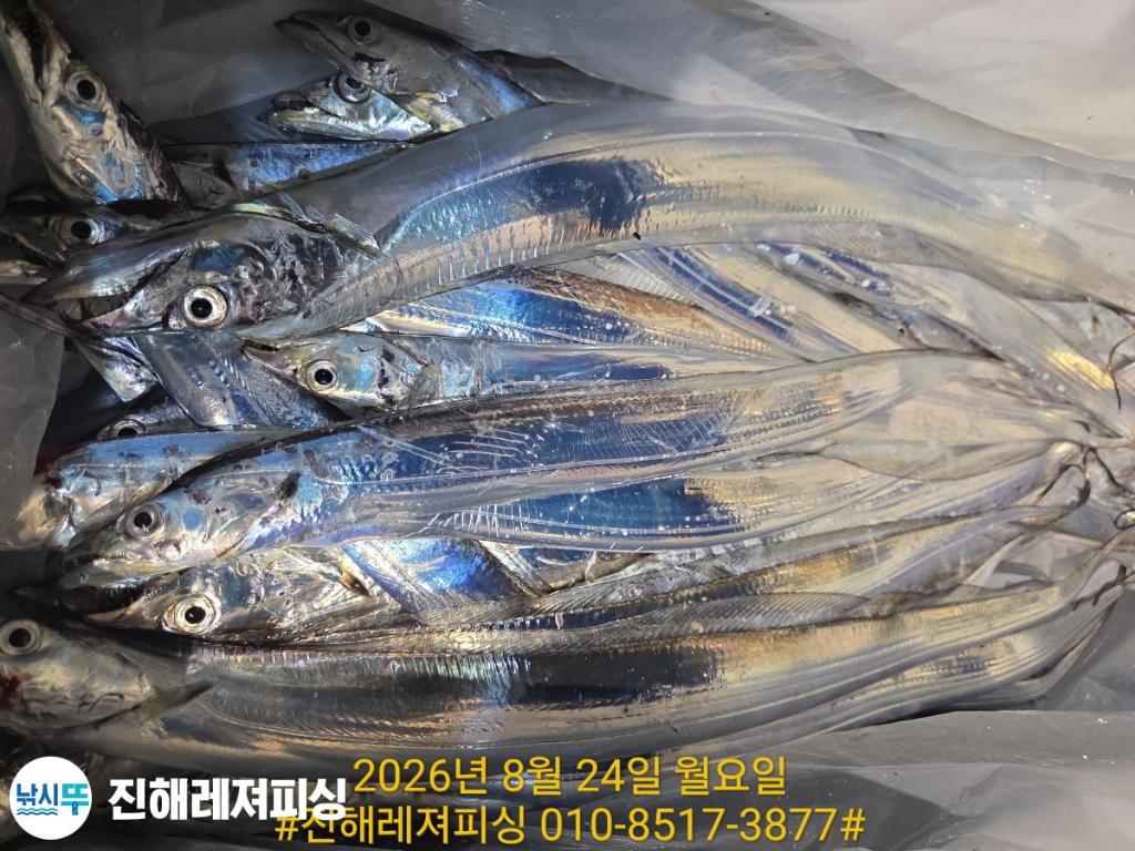 낚시뚜,갈치,진해1부두항,진해레져피싱,낚시뚜12