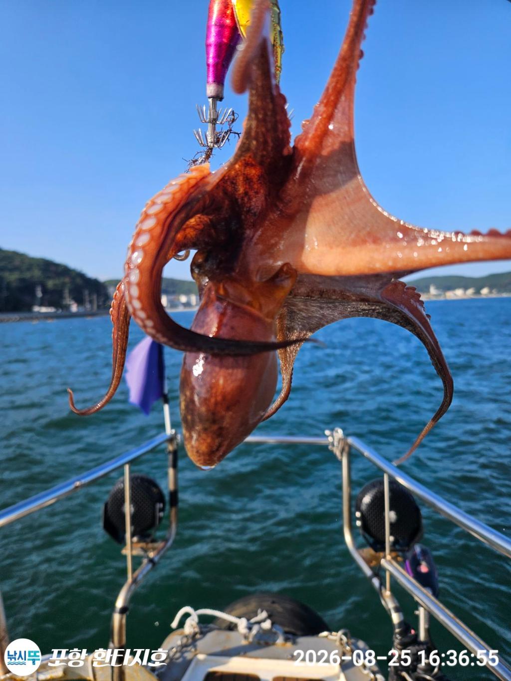 낚시뚜,돌문어,포항 동빈항,포항 환타지호,낚시뚜32