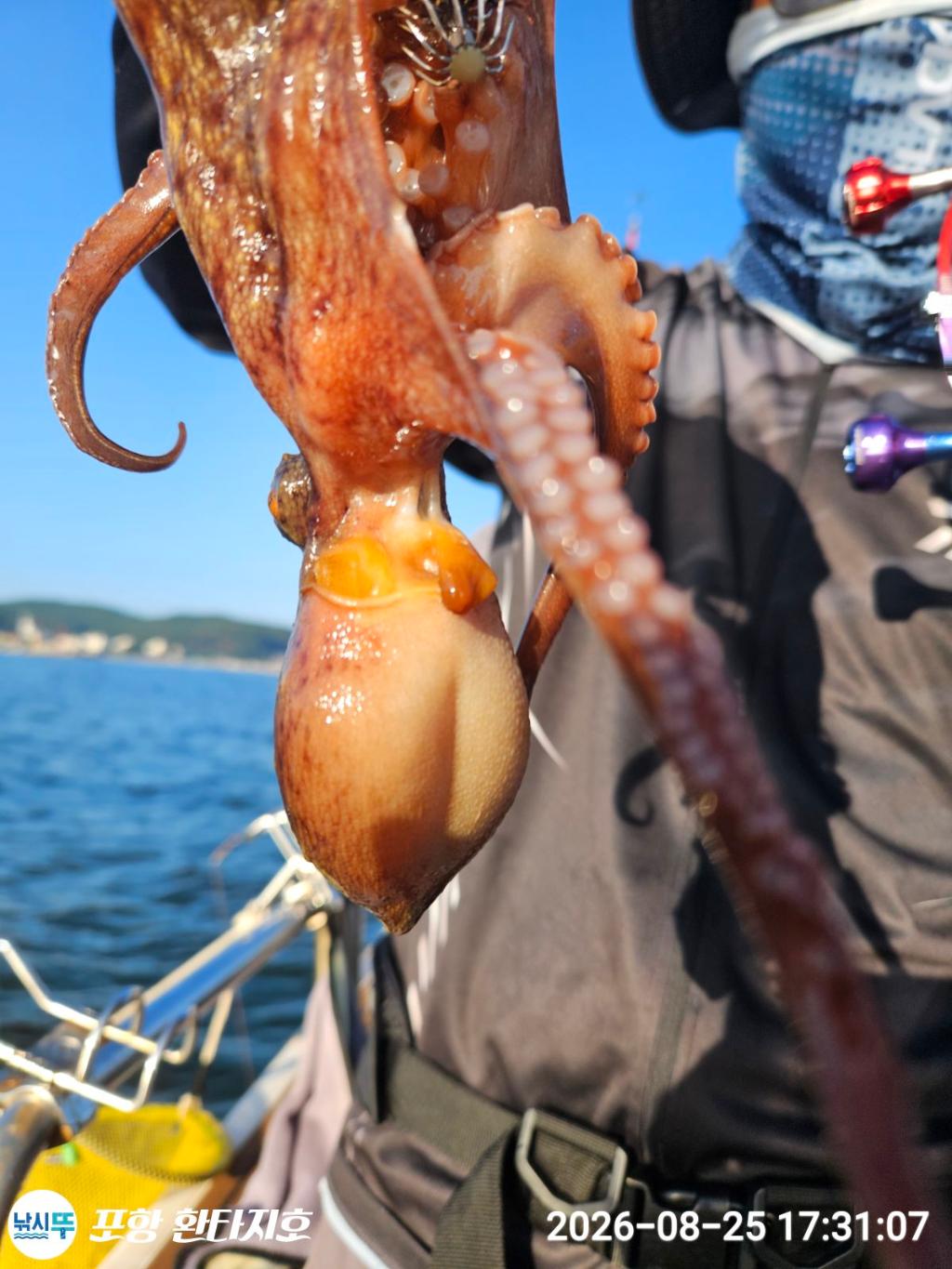 낚시뚜,돌문어,포항 동빈항,포항 환타지호,낚시뚜29