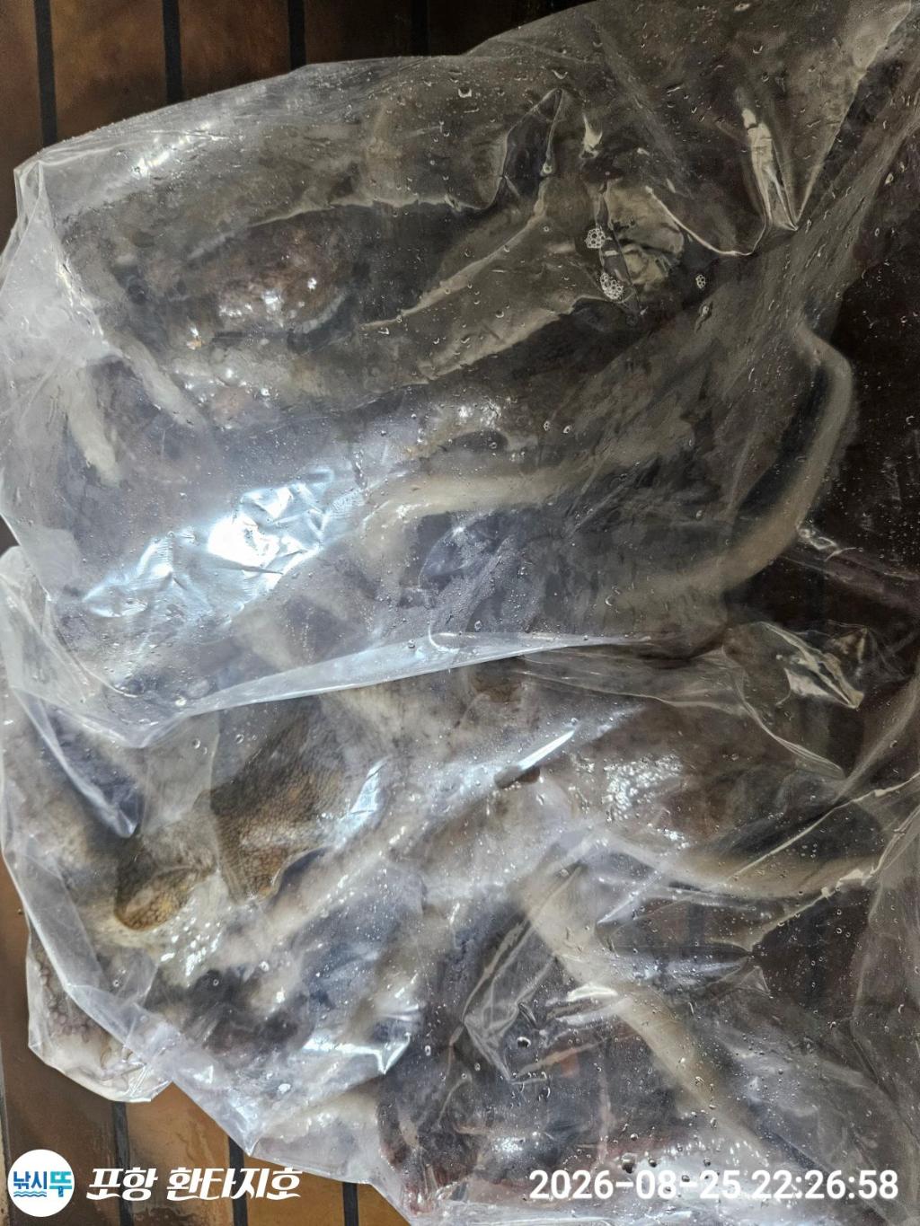 낚시뚜,돌문어,포항 동빈항,포항 환타지호,낚시뚜9