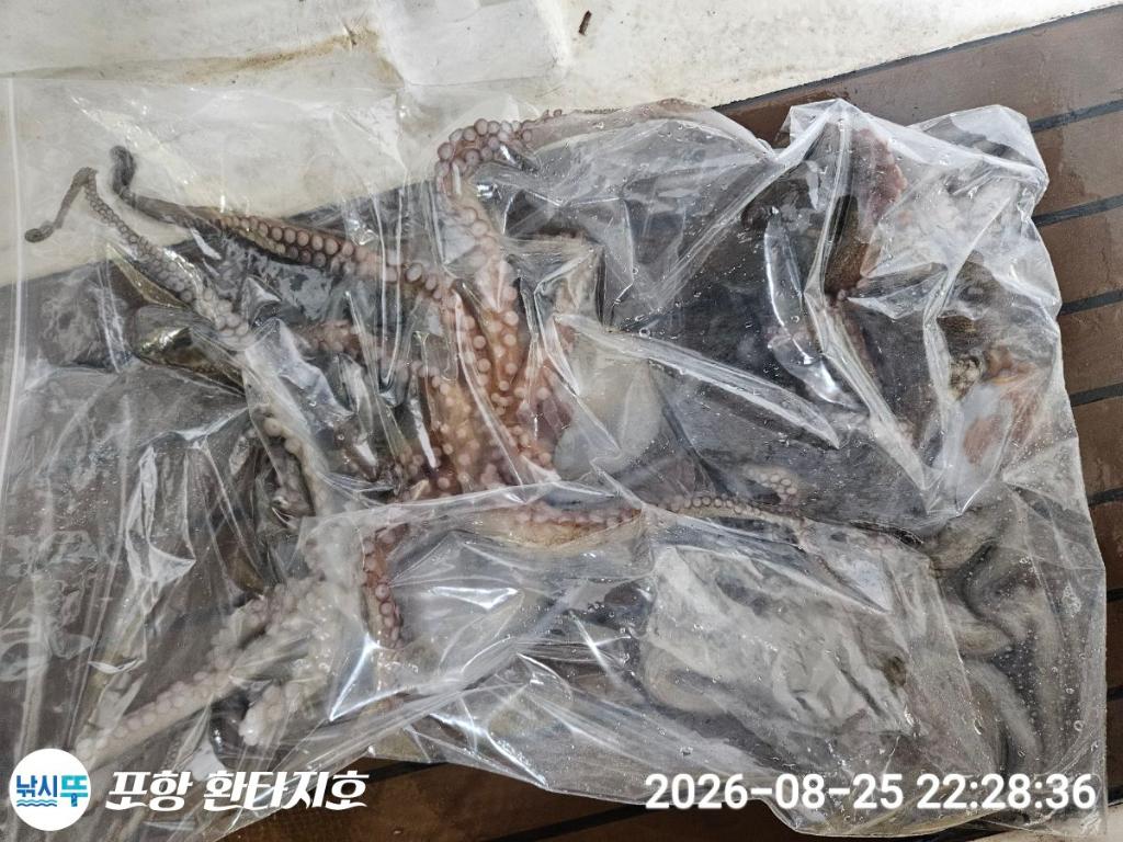 낚시뚜,돌문어,포항 동빈항,포항 환타지호,낚시뚜7