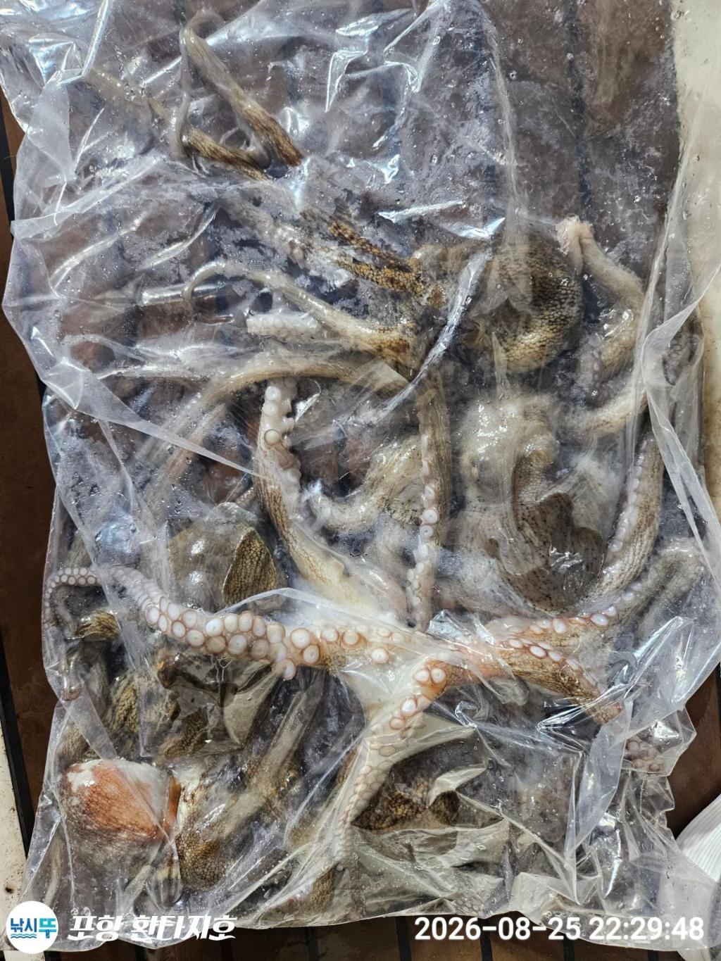 낚시뚜,돌문어,포항 동빈항,포항 환타지호,낚시뚜6