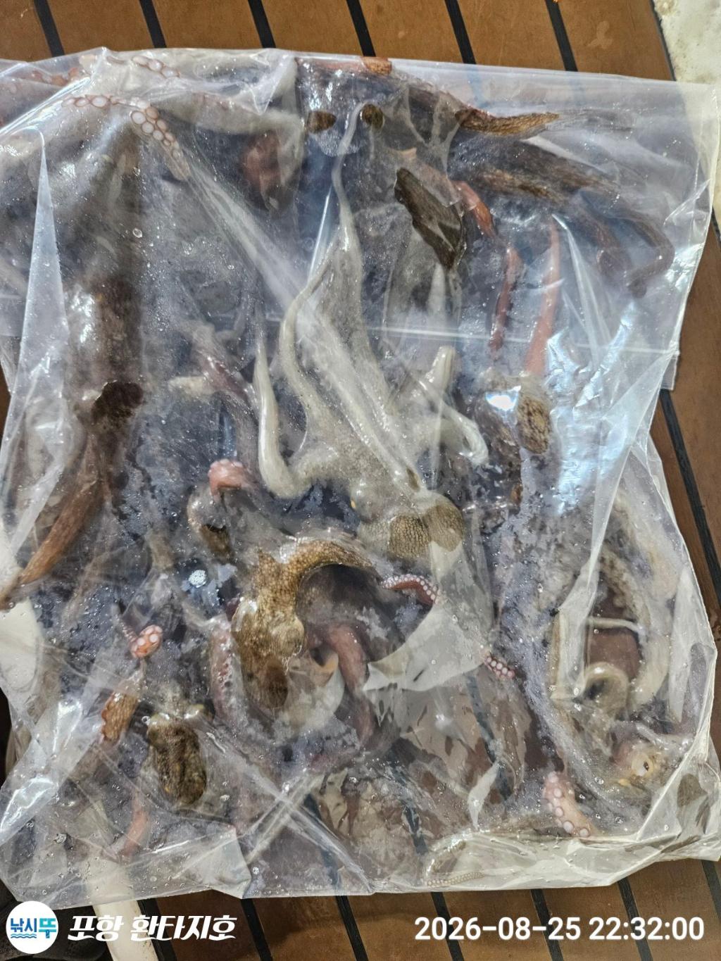 낚시뚜,돌문어,포항 동빈항,포항 환타지호,낚시뚜5
