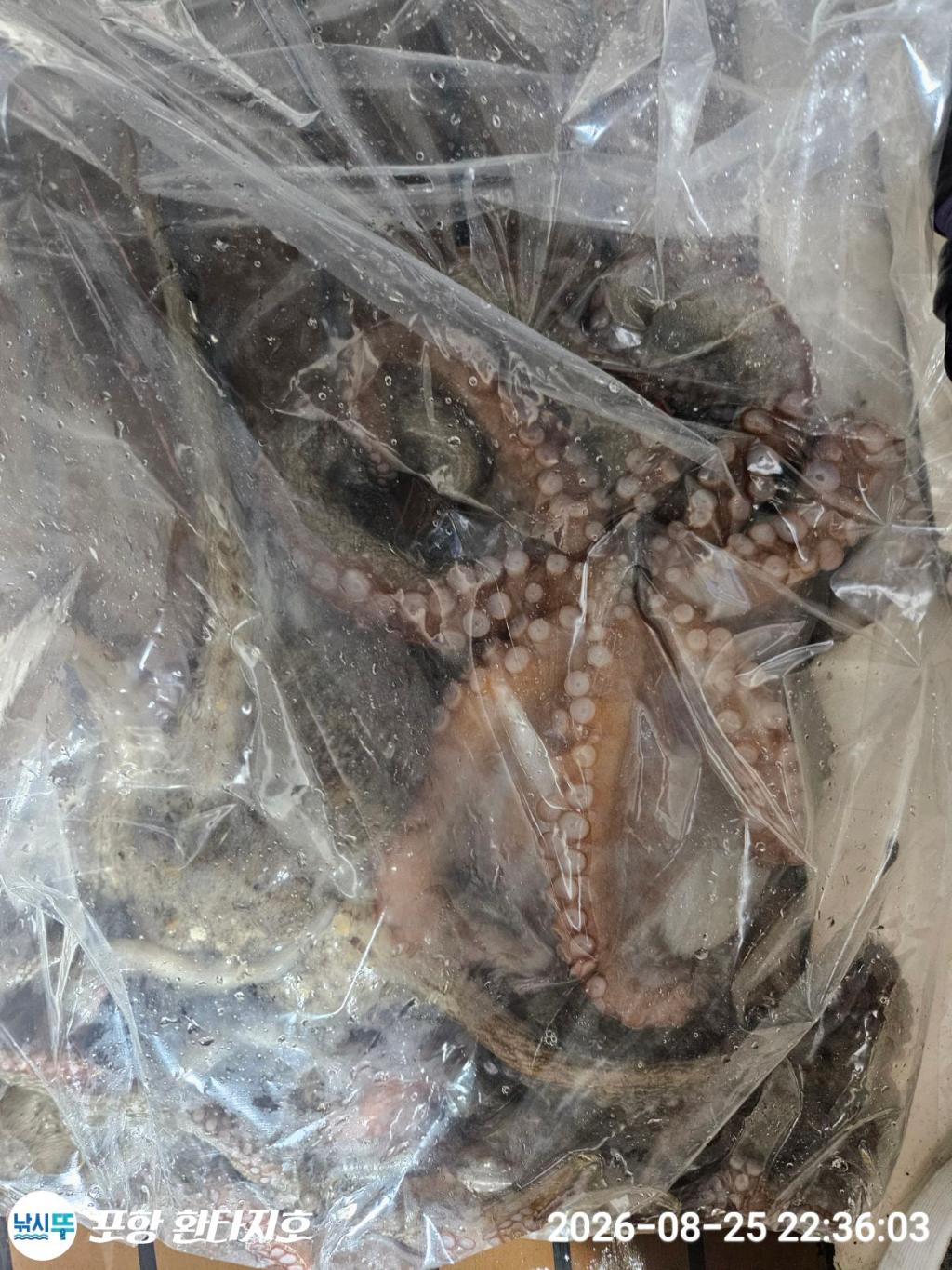 낚시뚜,돌문어,포항 동빈항,포항 환타지호,낚시뚜4