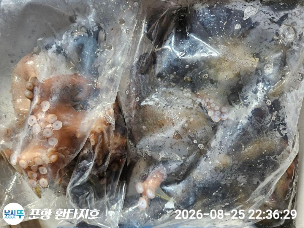 낚시뚜,돌문어,포항 동빈항,포항 환타지호,낚시뚜3