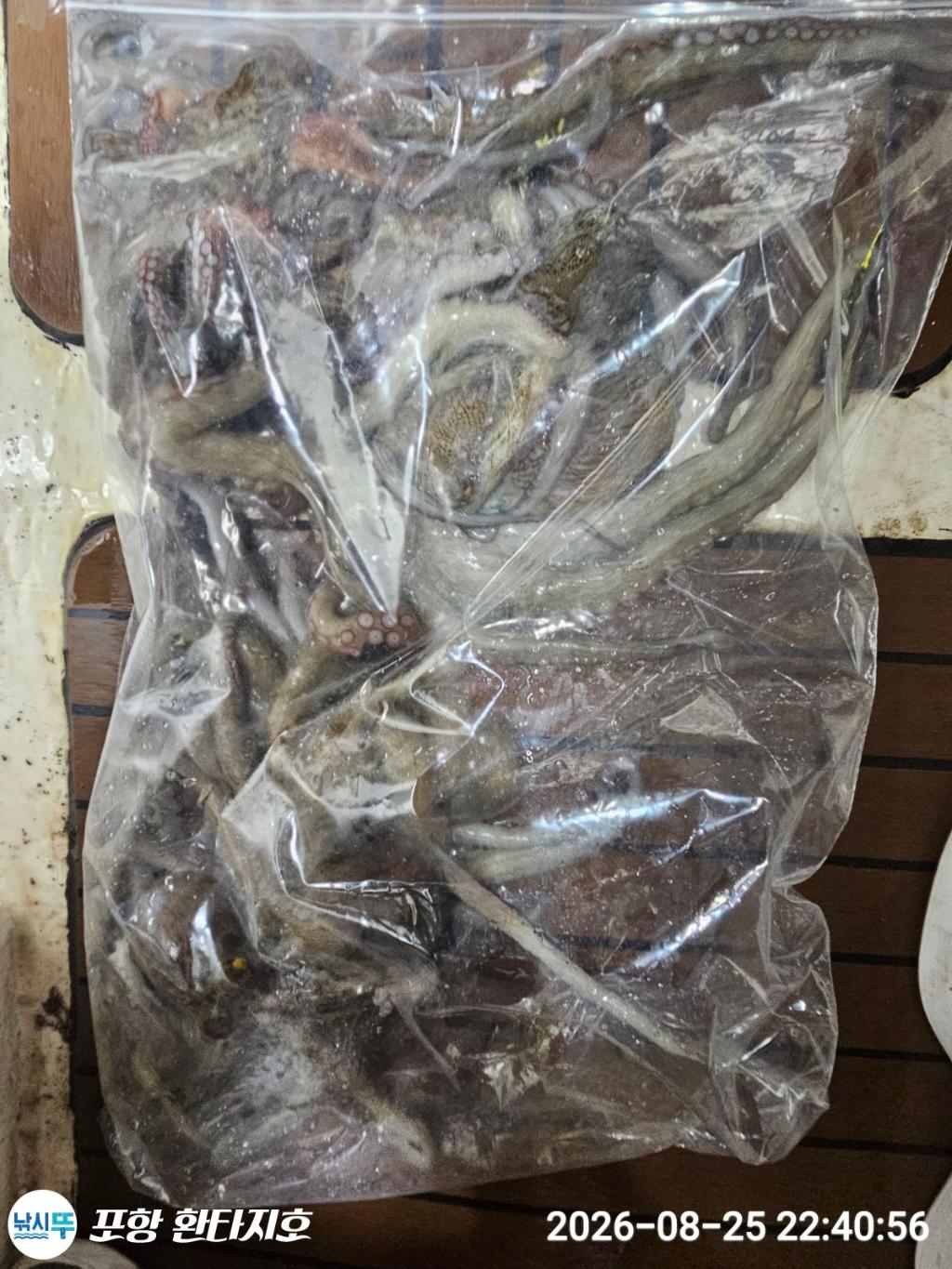 낚시뚜,돌문어,포항 동빈항,포항 환타지호,낚시뚜1