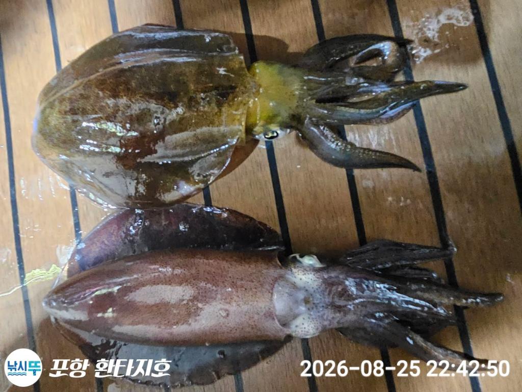 낚시뚜,돌문어,포항 동빈항,포항 환타지호,낚시뚜0