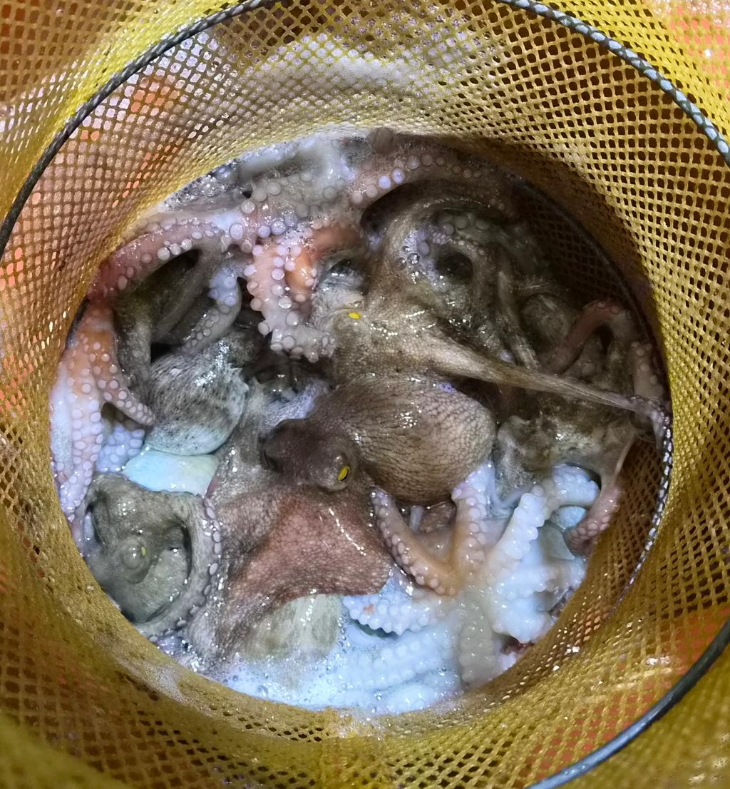 낚시뚜,돌문어,포항여남항,포항포시즌호,낚시뚜12