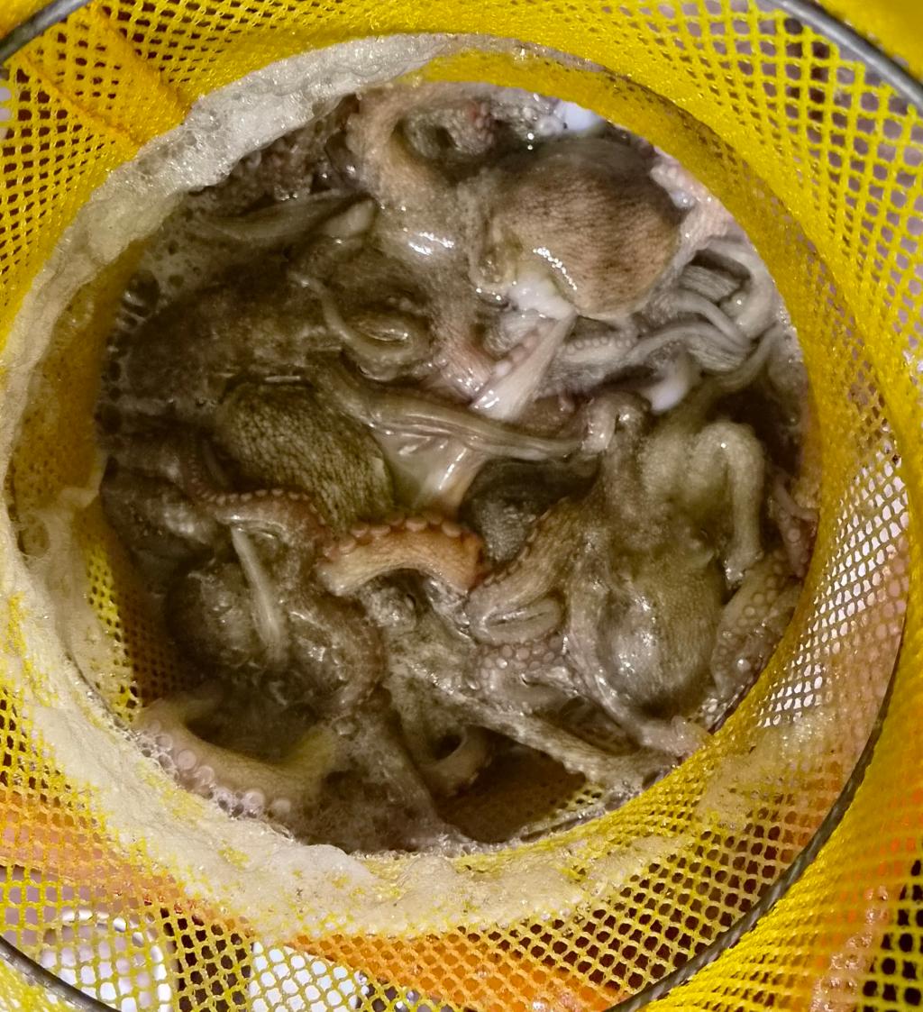 낚시뚜,돌문어,포항여남항,포항포시즌호,낚시뚜10
