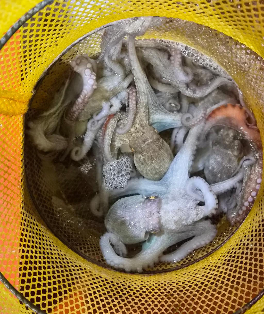 낚시뚜,돌문어,포항여남항,포항포시즌호,낚시뚜9