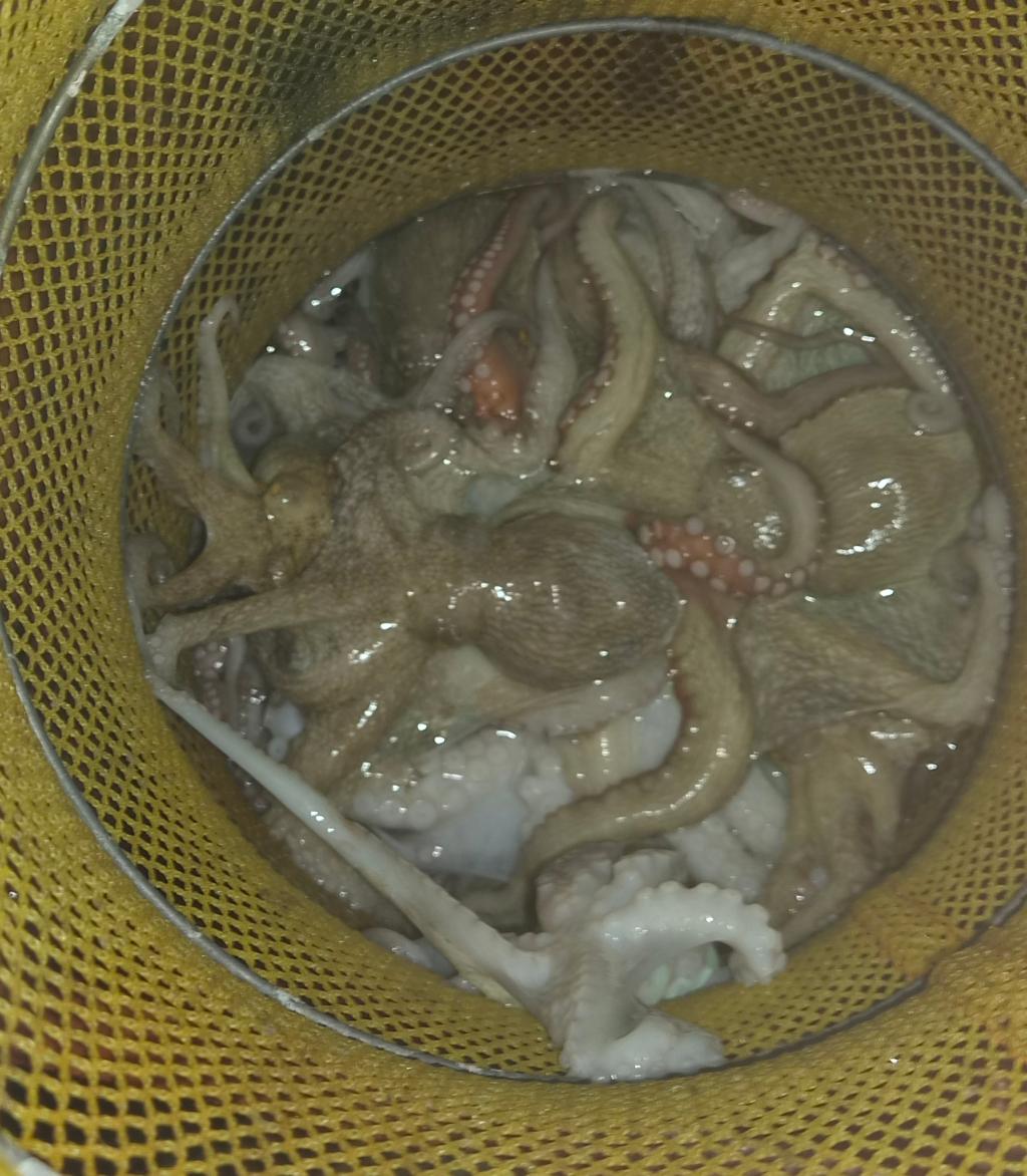 낚시뚜,돌문어,포항여남항,포항포시즌호,낚시뚜6