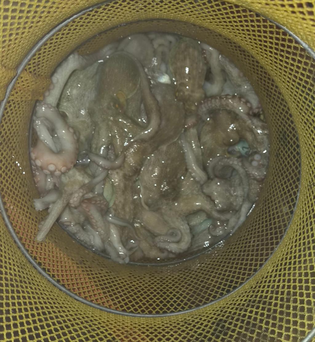 낚시뚜,돌문어,포항여남항,포항포시즌호,낚시뚜5