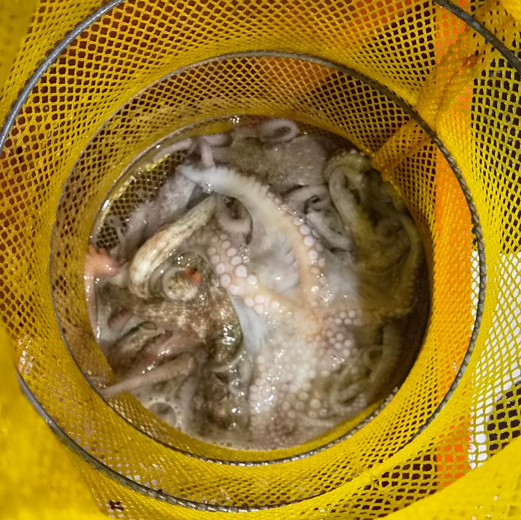 낚시뚜,돌문어,포항여남항,포항포시즌호,낚시뚜3