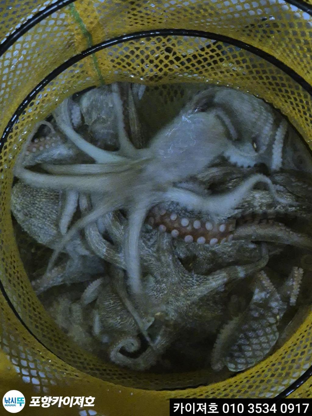 낚시뚜,기타 (직접입력),영일만항,포항카이져호,낚시뚜3