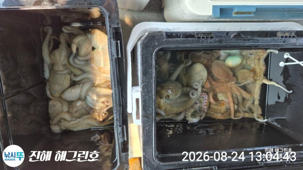 낚시뚜,돌문어,삼포항,진해 해그린호,낚시뚜7