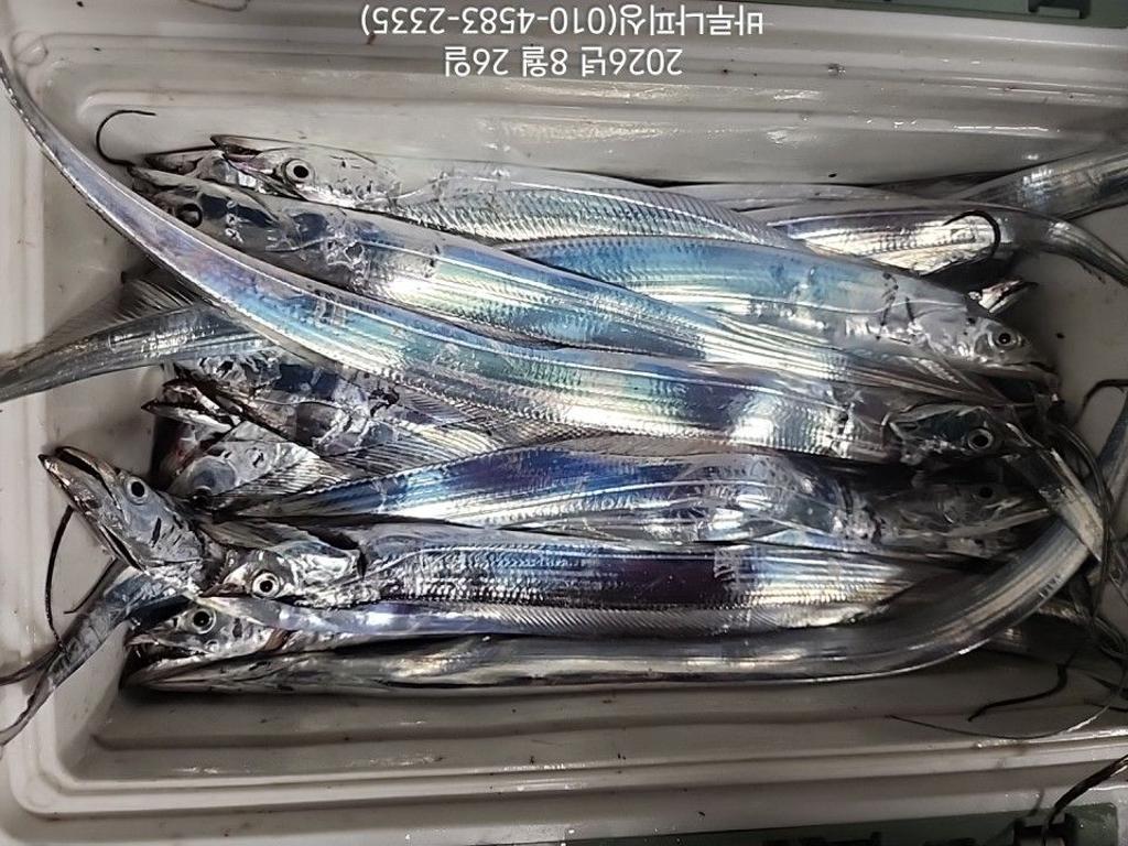 낚시뚜,갈치,속천항(진해),바루나피싱,낚시뚜7
