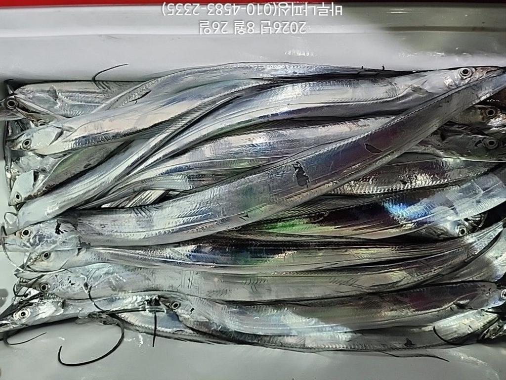 낚시뚜,갈치,속천항(진해),바루나피싱,낚시뚜4