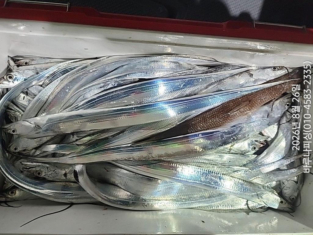 낚시뚜,갈치,속천항(진해),바루나피싱,낚시뚜2