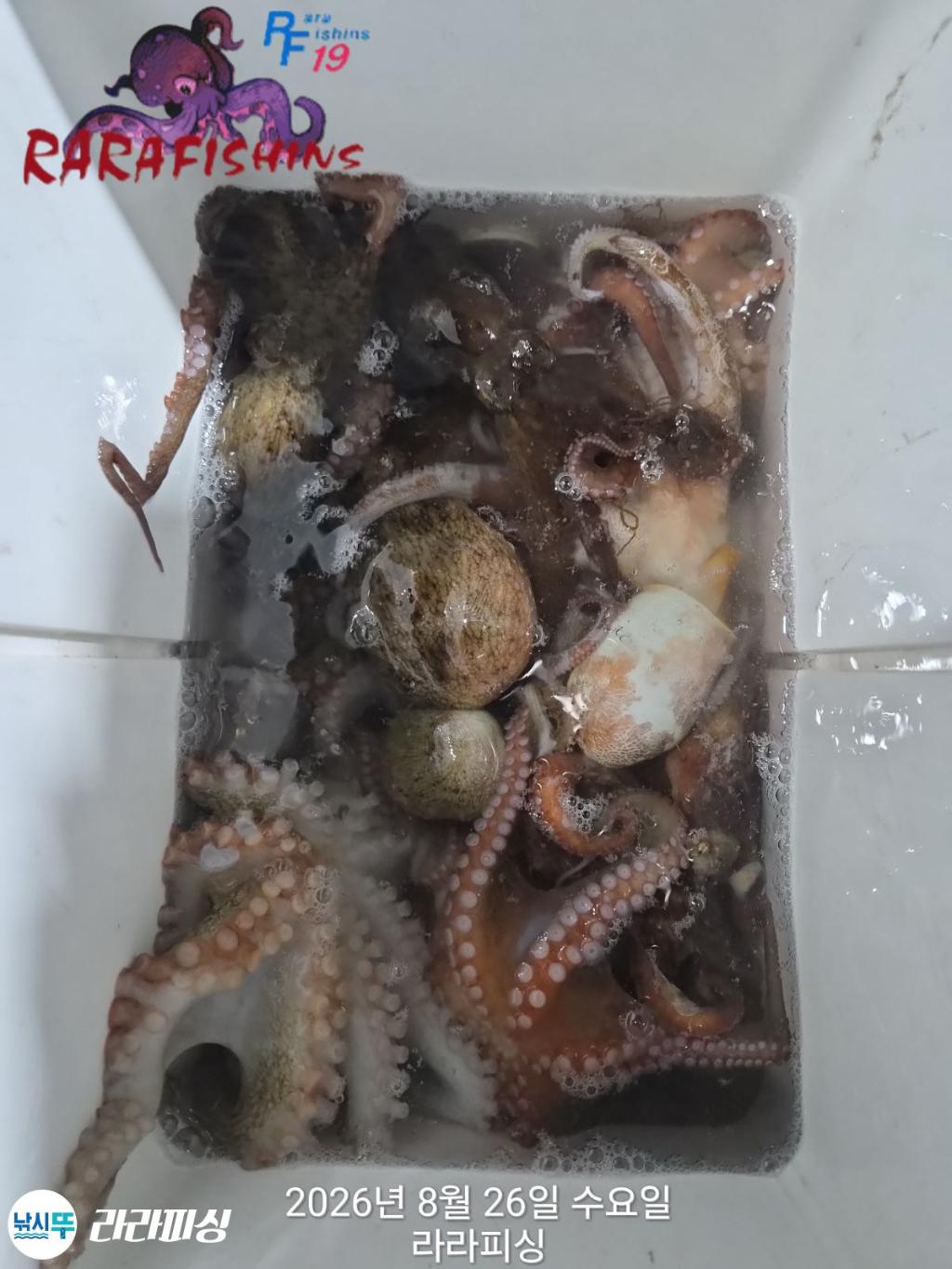 낚시뚜,돌문어,속천항(진해),라라피싱,낚시뚜17