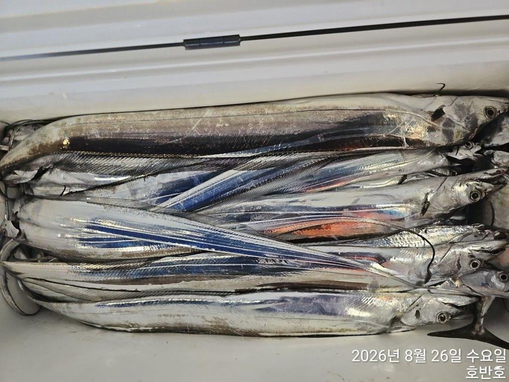 낚시뚜,갈치,통영 신전항,통영호반호,낚시뚜21