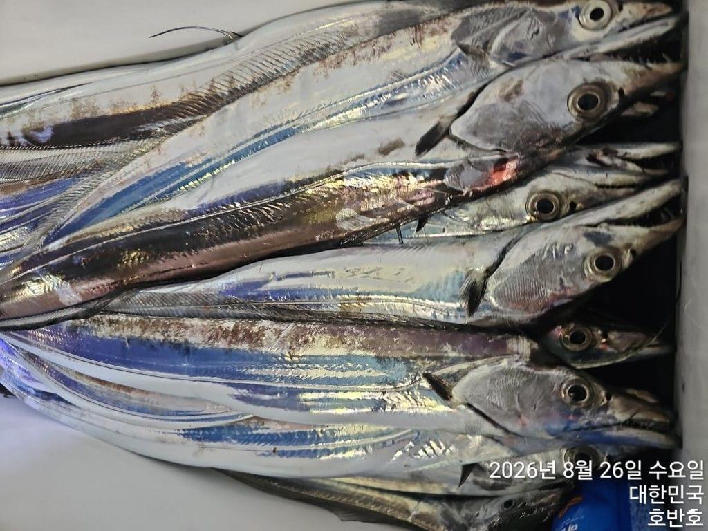 낚시뚜,갈치,통영 신전항,통영호반호,낚시뚜19