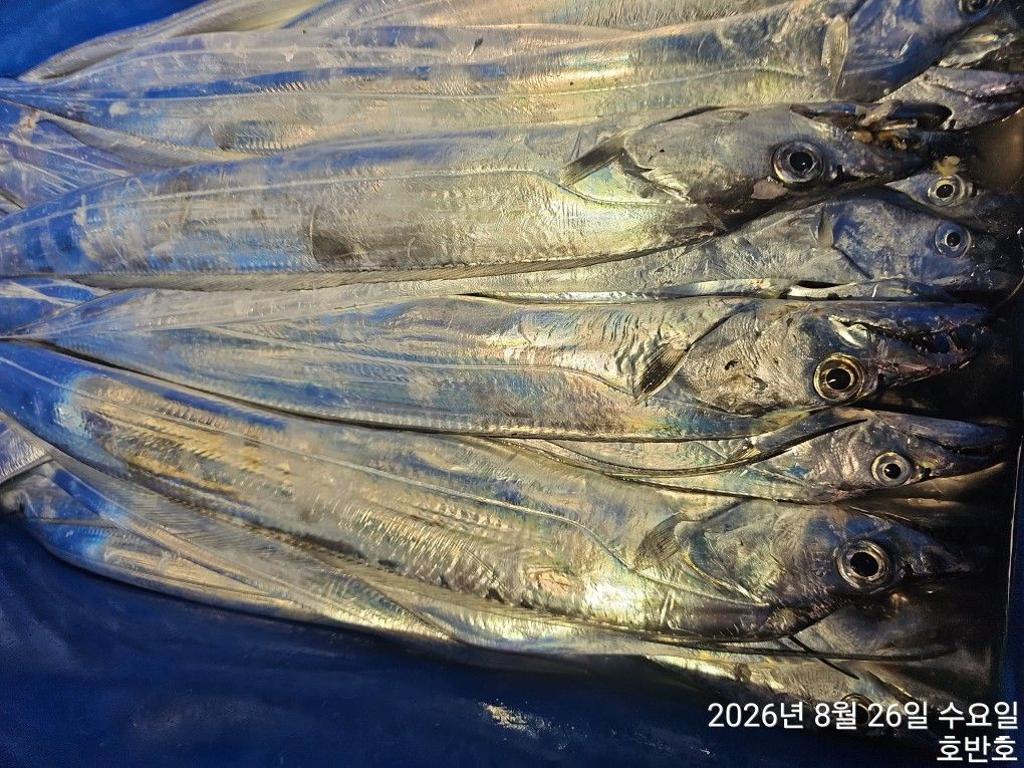 낚시뚜,갈치,통영 신전항,통영호반호,낚시뚜18