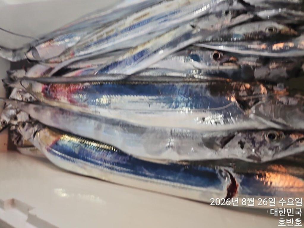 낚시뚜,갈치,통영 신전항,통영호반호,낚시뚜16