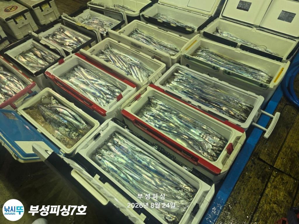낚시뚜,갈치,통영영운리항,부성피싱7호,낚시뚜27