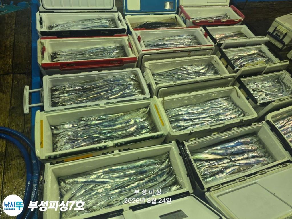 낚시뚜,갈치,통영영운리항,부성피싱7호,낚시뚜26
