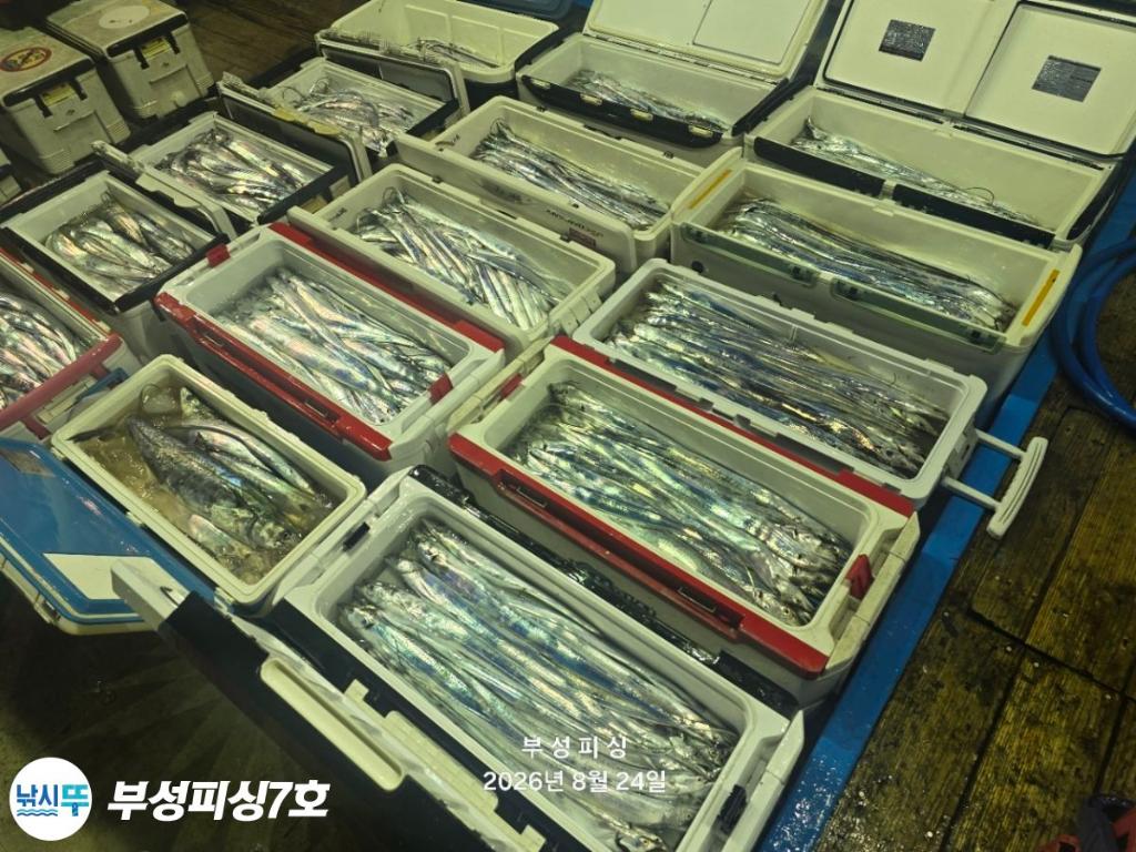 낚시뚜,갈치,통영영운리항,부성피싱7호,낚시뚜25