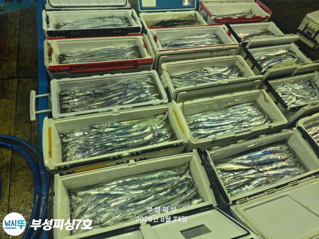 낚시뚜,갈치,통영영운리항,부성피싱7호,낚시뚜24